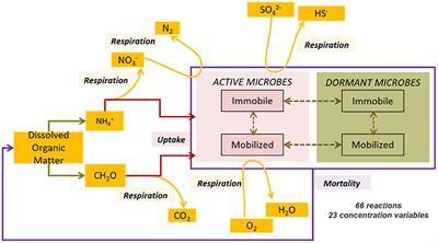 Should We Worry About Surficial Dynamics When Assessing Nutrient Cycling in the Groundwater?